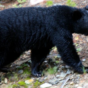 OutsideOnline bear Seminole Country Florida woman attacked