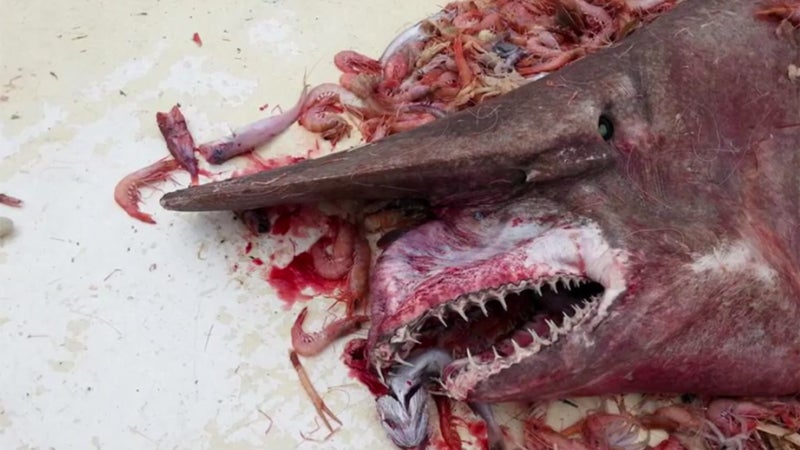 A team of shrimpers dredged up the second goblin shark ever seen in the Gulf of Mexico—perhaps also, after seeing that face, the contents of their stomachs.