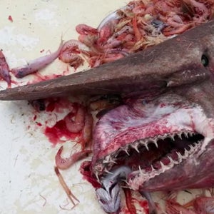 A team of shrimpers dredged up the second goblin shark ever seen in the Gulf of Mexico—perhaps also, after seeing that face, the contents of their stomachs.