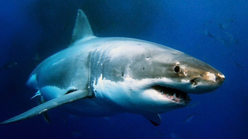 Great White Shark