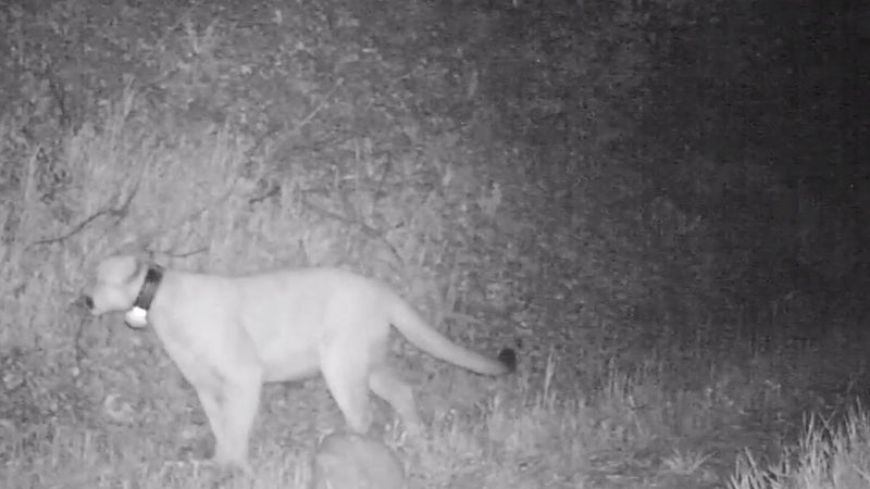 P-22 ϳԹOnline Los Angeles Mountain Lion Poison