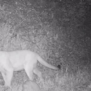 P-22 OutsideOnline Los Angeles Mountain Lion Poison