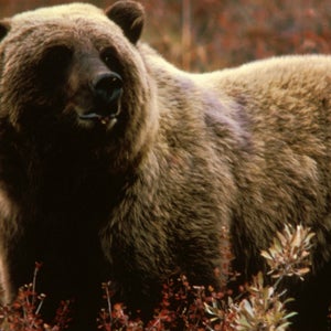 Maybe fortunate news for smaller grizzlies: there's a new standard for the biggest one ever shot.