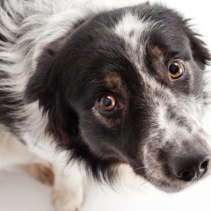 Even though your dog might look guilty, he isn't actually feeling any shame.