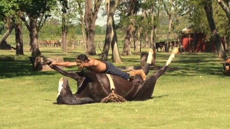 This Horse Does Yoga