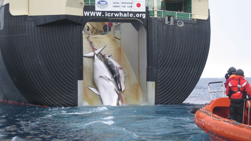 Minke whale whaling japan nisshin maru