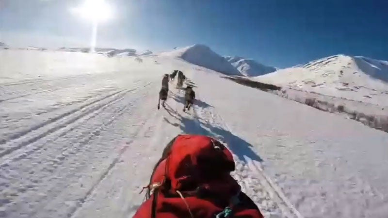 News ԹϺOnline Iditarod