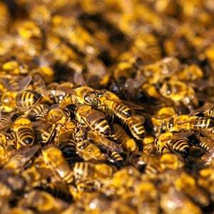 About 75,000 killer bees attacked a 71-year-old woman last week.