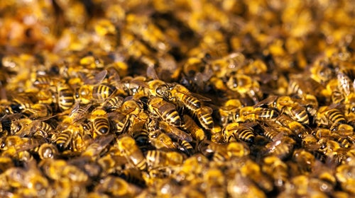 About 75,000 killer bees attacked a 71-year-old woman last week.
