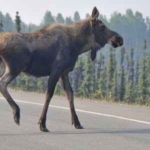 News McCandless OutsideOnline