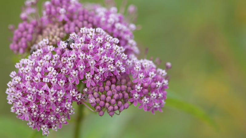 Milkweed might be more violent than you'd expect.