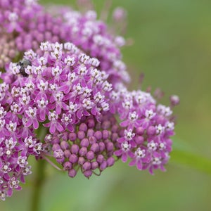 Milkweed might be more violent than you'd expect.