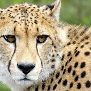 Paratarsotomus macropalpis leaves the cheetah completely in the dust.
