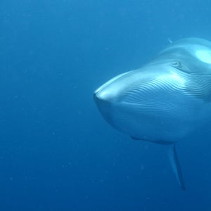 OutsideOnline mystery quack bio-duck minke whale Antarctic Southern Ocean NOAA