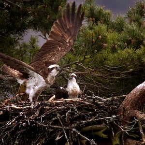 Animal Human Interest