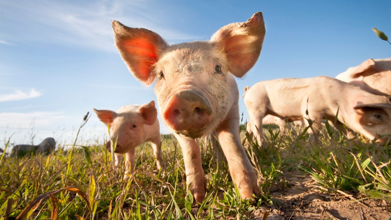 This little piggy may be capable of saving a human's life one day.