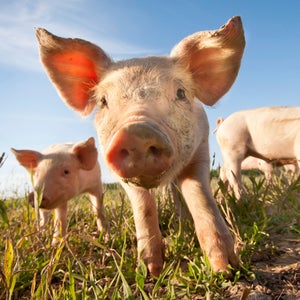 This little piggy may be capable of saving a human's life one day.
