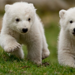 Two 14-week old polar bear twins explore their enclosure at the Hellabrunn Zoo for the first time in Munich, Germany.