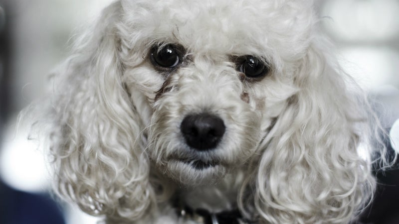 This poodle is very disappointed.