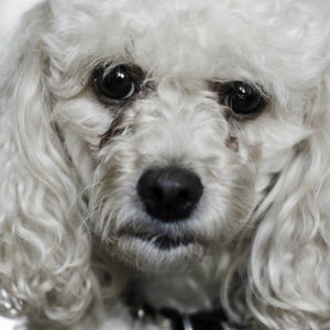 This poodle is very disappointed.