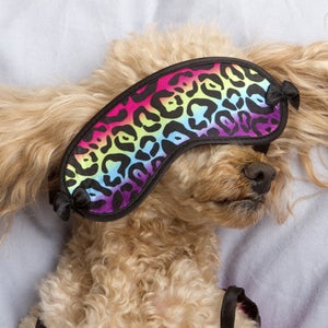 Holidog lets your pets take their cat naps in someone's home rather than a kennel.