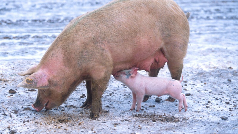 The PEDv virus has already killed an estimated 10 percent—about seven million—of America's pigs according to the National Pork Producers Council.