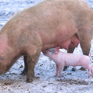 The PEDv virus has already killed an estimated 10 percent—about seven million—of America's pigs according to the National Pork Producers Council.