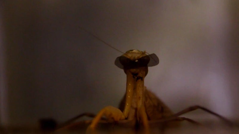 ϳԹOnline praying mantis 3D glasses goggles steroscopic vision depth perception specs