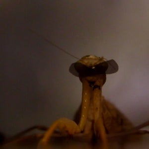 OutsideOnline praying mantis 3D glasses goggles steroscopic vision depth perception specs