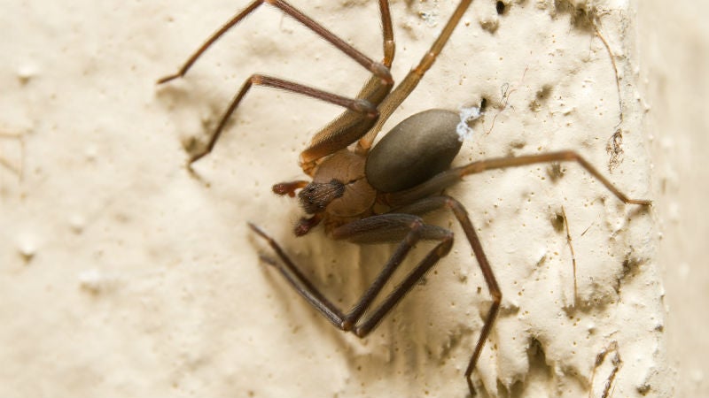 Scientists Harvest Deadly Spider Silk