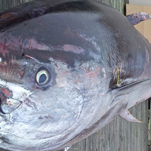 Donna Pascoe's giant catch beats the previous world record by 130 pounds.