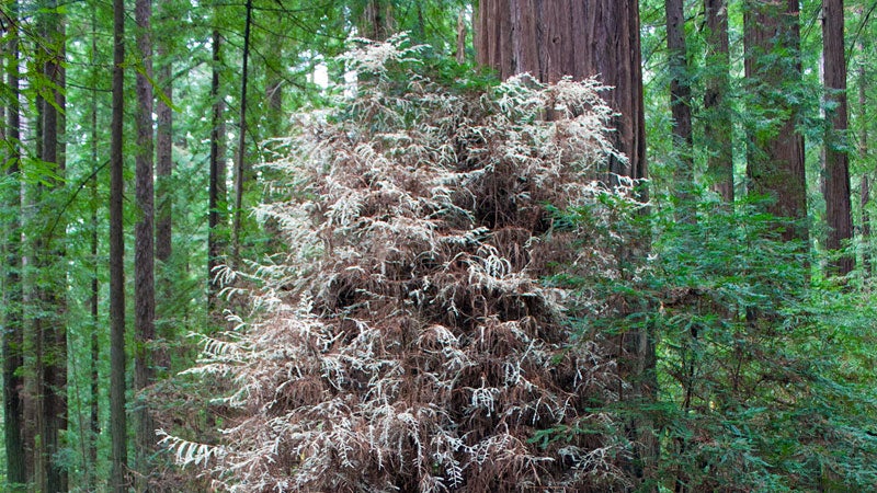 Albino redwood