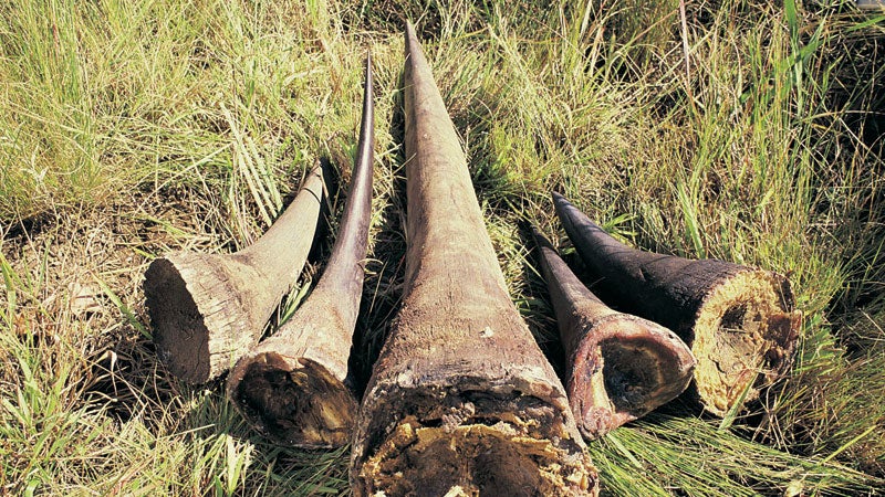 Environment Illegal Rhino Horn Ivory Poaching Conservation Africa