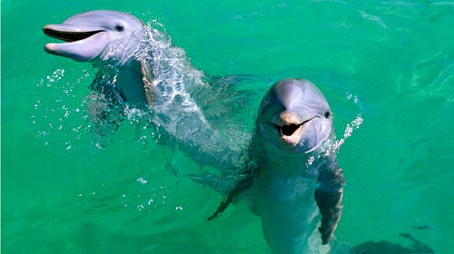 Mexico, Isla Mujeres, Bottle-nosed dolphins