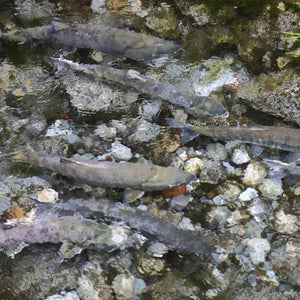 Scientists still aren't exactly sure how the fish will respond to the move.