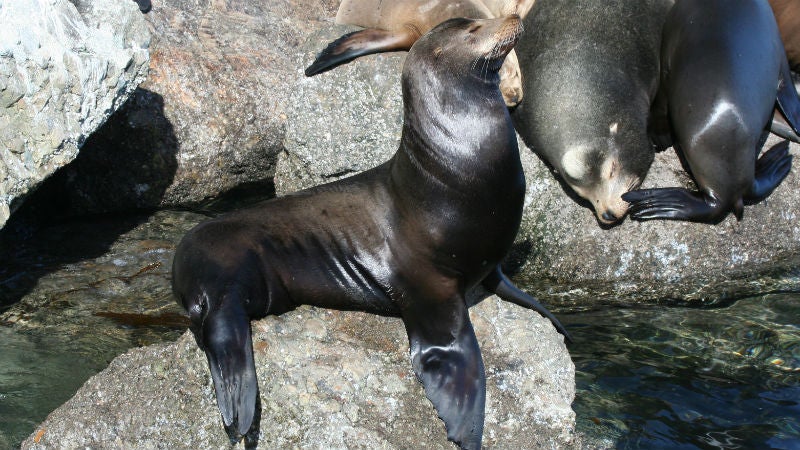 Sea lion pups remain with their mothers until they are more than a year old.