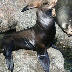 Sea lion pups remain with their mothers until they are more than a year old.