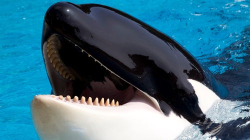 Killer whale (Orcinus orca) opens mouth and waits for fish