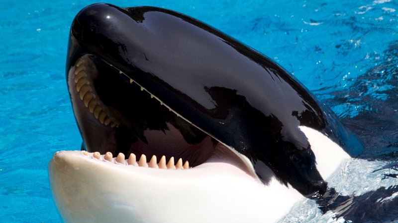 SeaWorld Orcas Drugged with Valium