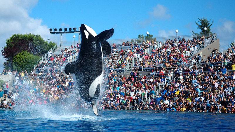 Shamu performs at San Diego SeaWorld in 2009.