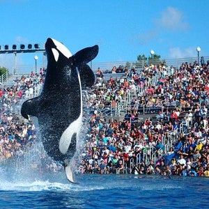 Shamu performs at San Diego SeaWorld in 2009.