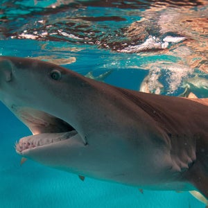 Sharks fed water ocean