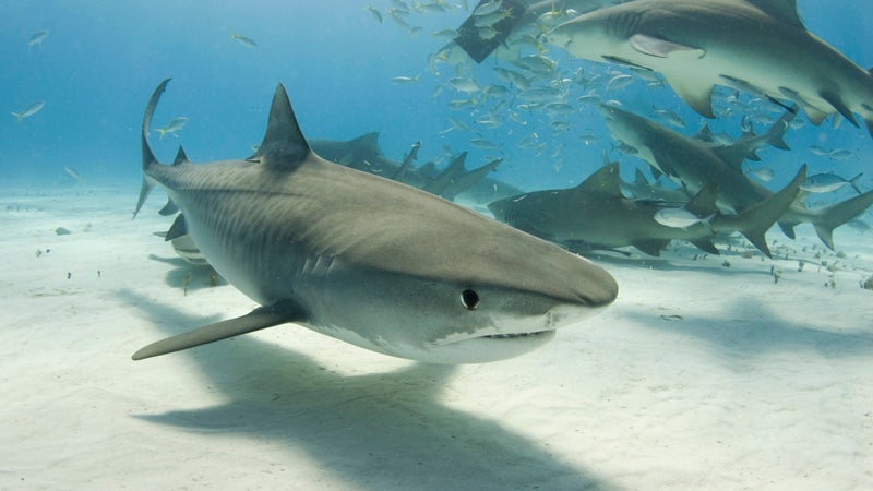 Researchers from Hawaii and Tokyo strapped a POV camera to a tiger shark similar to this one.