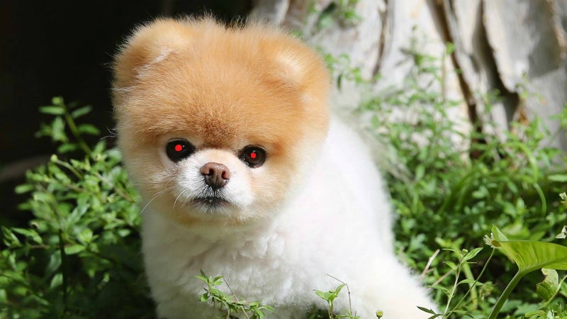 37 Small and Fluffy Breeds - Add A Small Dog To Your Family