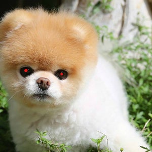 Small dogs will soon be our masters.