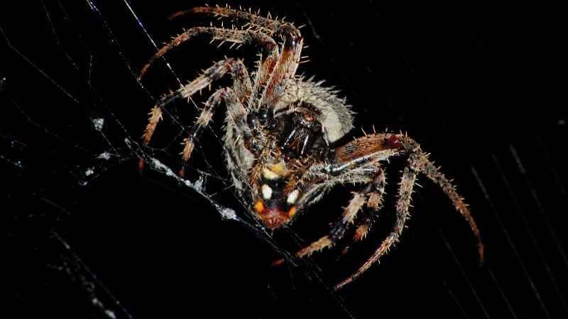 A Brief History of Harvesting Spider Silk