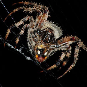 OutsideOnline; spider, silk, broken bones