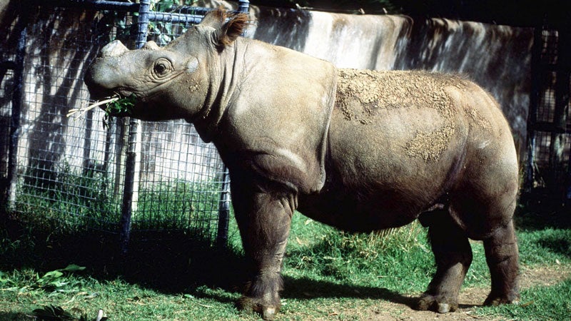 Suci Sumatran Rhino ϳԹ Magazine ϳԹOnline News