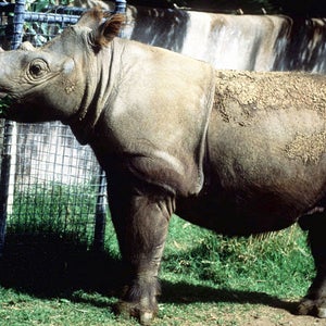 Suci Sumatran Rhino Outside Magazine OutsideOnline News