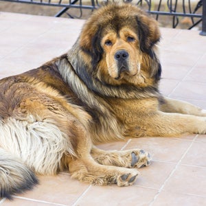 A Tibetan mastiff, similar to the one shown here, sold Wednesday for a record $1.9 million.